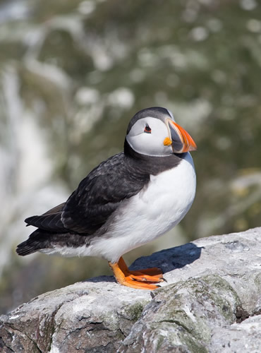 RSPB Coquet Island